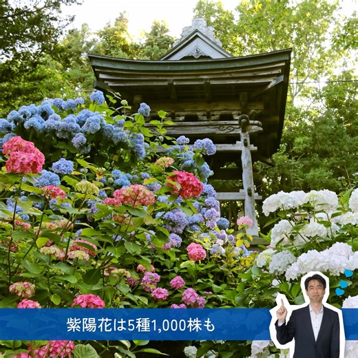 あなたの「好き」をアツくする！ ANAあきんど社員が各地の「好き」をご紹介💙 ＜北海道 伊達市＞ ━━━━━━━━━━━━━━━━━━━━━━ 皆さまこんにちは！ANAあきんど札幌支店から北海道伊達市出向中の大沼です。 本日ご紹介する私の「好き」💙は、有珠善光寺。 蝦夷三官寺の一つに認定された歴史ある寺院で、北海道遺産に選定されています。茅葺屋根の本堂や客殿の美しさはもちろん、桜、アジサイ、イチョウなど四季折々の花も見どころのひとつで「花の寺」とも呼ばれているんですよ‼️ 伊達市は暖流である対馬海流🌊の影響により、四季を通じて温暖な気候に恵まれています。 そのため冬でも積雪はほとんど見られず、初霜❄️が降りるのは道内で最も遅い11月。 「北の湘南」とも呼ばれる恵まれた環境で、野菜を中心とした農産物や、水産物、肉類、乳製品など様々な特産物が生産され、グルメ🍴も楽しめる伊達市で皆さまをお待ちしています😊 次回は福岡支店よりお届けします！どうぞお楽しみに！ 好きなものに夢中になれる旅がきっとある👀 あなたの「好き」💙は何❓ 今年の夏はANAであなたの「好き」を叶える旅に出よう！