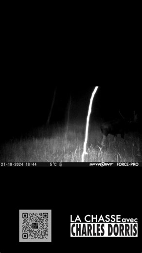 Pour mieux connaître le langages des mâles orignal. 😉il n'y a pas de période ou ils ne vocalisent pas. https://www.chassecharlesdorris.com/cours-de-call-lorignal SPYPOINT-Canada #equipespypoint | La chasse avec Charles Dorris