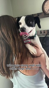 The perfect size and an amazing temperament, sweet Alaska is ready to find her family! Make an appointment to meet this happy girl. | Saving Grace NC