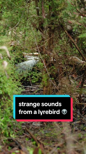 Unbelievable Lyrebird Mimicry: Is That an Alien in the Bushes?
