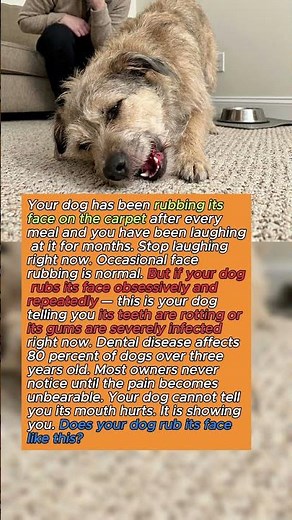 Your Dog Rubbing Its Face on the Carpet Is a Hidden Emergency