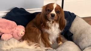 Cavalier King Charles Spaniel Rescue Conquers Fear Of The Outdoors And It Couldn't Be Sweeter - Cuteness