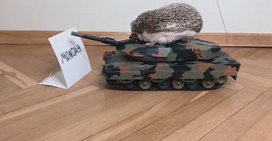 Now everyday is like Monday in Ukraine. Russia go home! You’re not welcome here🖕 | Rick the Hedgehog