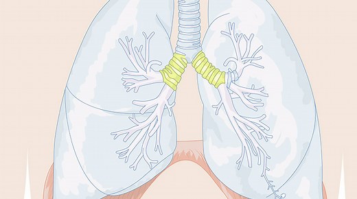 Respiratory system (Easy) Human body game. What's the name?