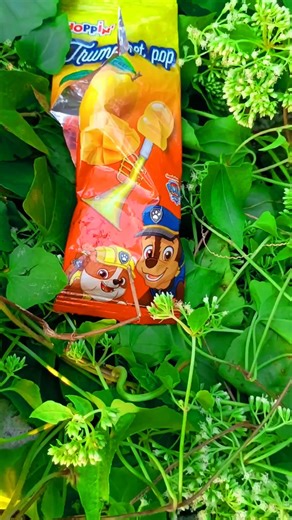 Hoppin' Trumpet Pop candy.