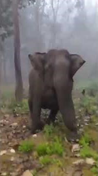 Best Animals Laughing Video Compilation Ever!