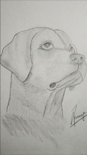 how to draw yellow lab dog ✨ #viral #trending