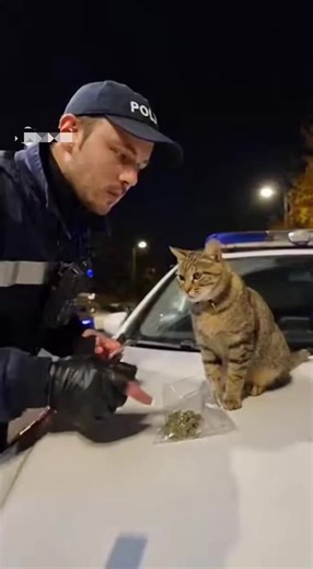 Faut donner une explication mon chat 🙄😂🇫🇷