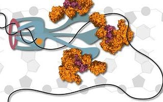 【MIT麻省理工学院】分子生物学第一部分：DNA复制与修复