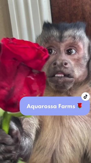 George appreciates his mom this #MothersDay 🌹♥️ Use code GEORGIE or click the link in our bio for $10 off and free shipping on Aquarossa flowers 💐