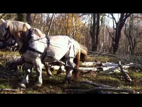 Percheron horse handling training