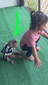 World Smartest Mnkey MODY Funny Replicate Bella’s Gesture | The Judy Family