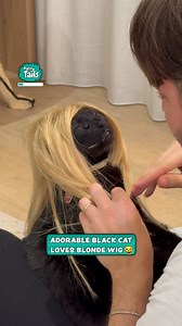 3.3M views · 51K reactions | Cat is absolutely feeling himself in this wig  | Furry Tails | Facebook