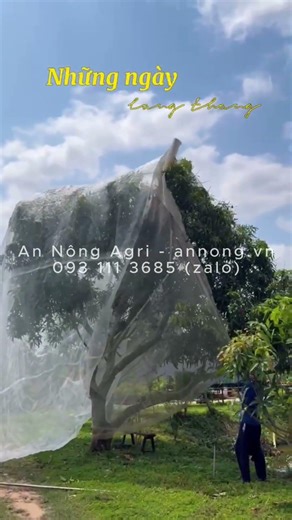 An Phuoc plum trees bear a lot of fruit, so using netting to cover the trees helps prevent fruit ...