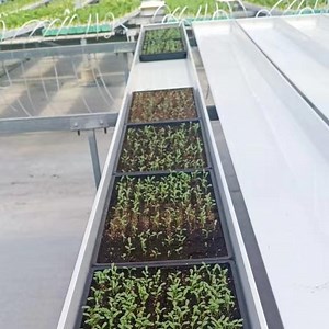 [Hot Item] Automated Hydroponic Cattle Grass Growing Green Fodder System