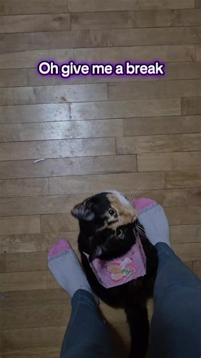 Challenges of Service Cats in a Dog-Dominated Community