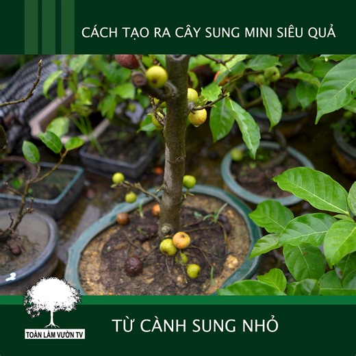 Chi tiết giâm cành sung siểu quả thành cây sung bonsai | Shop Toàn Làm Vườn