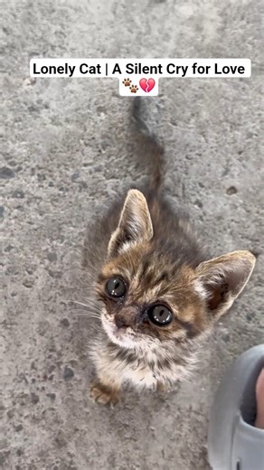 Lonely Cat | A Silent Cry for Love 🐾💔#LonelyCat#CatShorts#SadCat#EmotionalCat