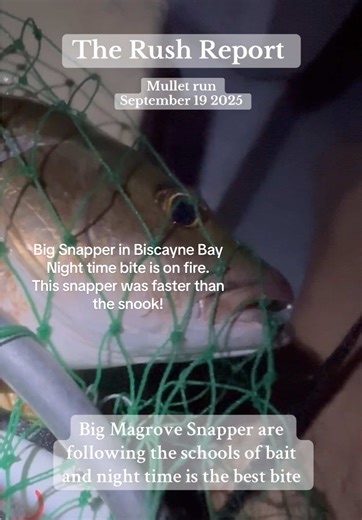 Night Fishing for Big Snapper in Miami's Mangroves