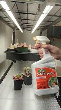 Copper Fungicide for Plants Review | Does It Really Help Control Plant Diseases?