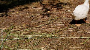 Feeding poultry geese grass on the farm. Poultry keeping. Agriculture. White geese. Feathered family. Video.