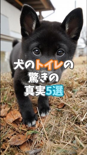 なぜ回る？なぜ見る？犬のトイレに隠された5つの真実🐾 #犬のいる暮らし #いぬのきもち #犬の雑学 #わんこの日常 ひとり言
