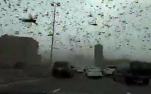 VIDEO. Scene apocaliptice filmate în Bahrain, unde întregul cer a fost invadat de lăcuste