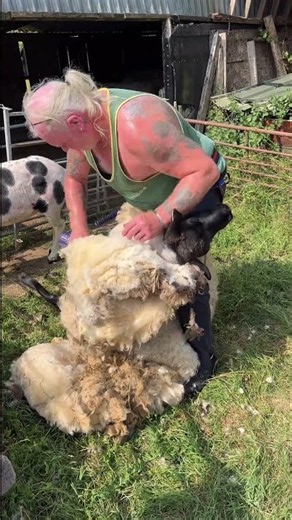 Sheep shearing - our local legend Darren doing the hardest job on the farm #sheepshearing