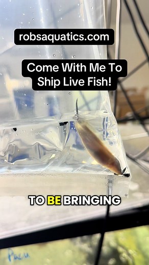 Come with me while we ship out some incredible LIVE fish 🔥🐟 From rare exotics to monster species, every order at Rob’s Aquatics is packed with precision and care to ensure these fish arrive healthy and thriving. These are just a few of the insane species heading out today… and trust me, it gets even better 👀 Looking to level up your tank? New arrivals are always dropping. 🌐 Shop now: RobsAquatics.com 📦 Live fish shipped nationwide #fish #fishtok #aquarium #aquariumfish #fypシ