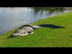 Gator and python spotted in entanglement on golf course