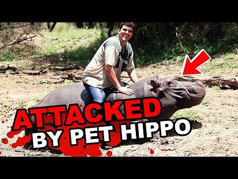 The TERRIFYING Final Moments Of Marius Els : MAULED By A Hippopotamus