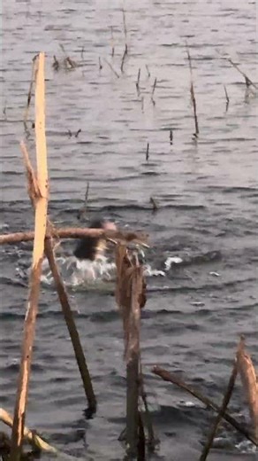 ចូលគីឡូធំ #fishing #asianriver #fish #mekongriver #beautifulanimals #snake #cambodianfoodtour