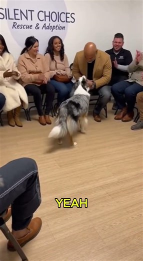 Australian Shepherd Chose His Owner 🐶❤️ Unbelievable Moment