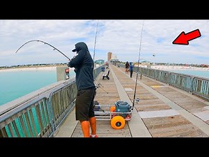 Fishing the Gulf Pier and Caught This! *6 Different Species*