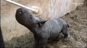 VIDEO: Adorable baby rhino enjoys getting his nose scrubbed