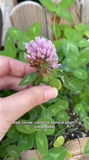 What Red clover is known for🌿🥰