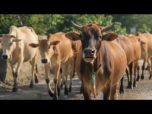 Herding dozens of cows down a small hill while going to graze in the wild, cute cows, suara sapi
