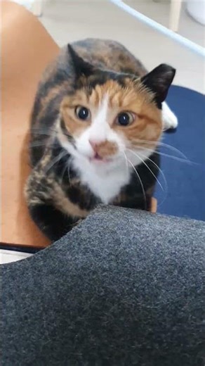 집고양이 모카 사냥놀이2