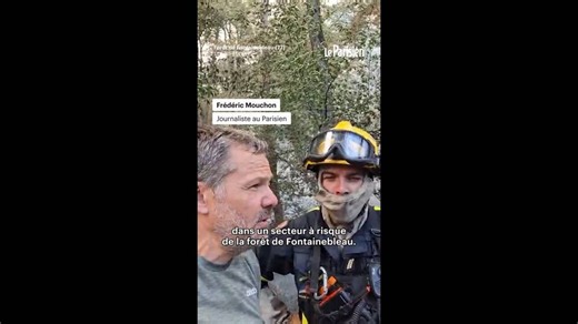 Fontainebleau : le danger des chutes d'arbres, rongés par les flammes