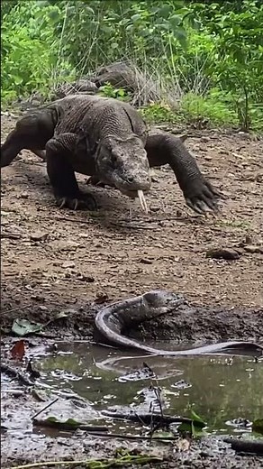 Mud Snake Makes Komodo Dragon Vomit Again - Wild Moments