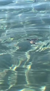 23K views · 746 reactions | New life  for Zakynthos turtle  | Zakynthos | Facebook