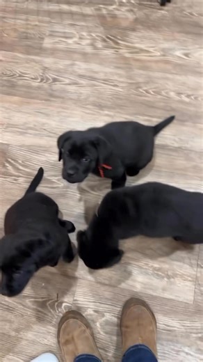 88 reactions · 17 comments | Beautiful little puppies 凉❤️ #labrador #labradorretriever #labradorpuppy #labradorpuppies #labradorlover #labradorpuppy❤️ #labradorworld #labradorlife #labradorlife | The Labrador Club | Facebook