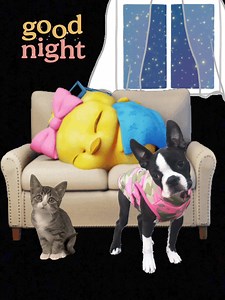 24K views · 455 reactions | #goodnight #dogsofinstagram #dogs #cats #dogs #catsofinstagram #dogtrainersdog #GoodnightEveryone | Diamond Bar Kennel | Facebook