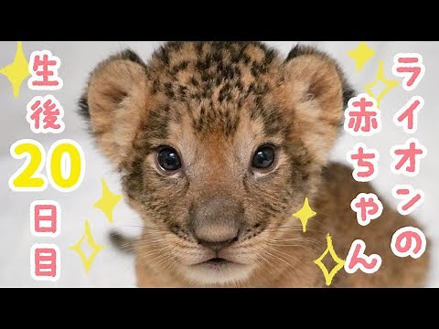 ライオンの赤ちゃん 🐾（生後20日目）