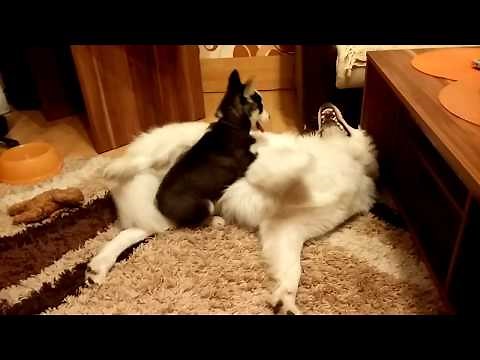 Husky and Samoyed puppies adorably play together