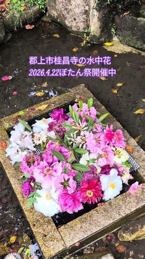 郡上市桂昌寺の水中花。ぼたん祭開催中。2026.4.22今が見頃！