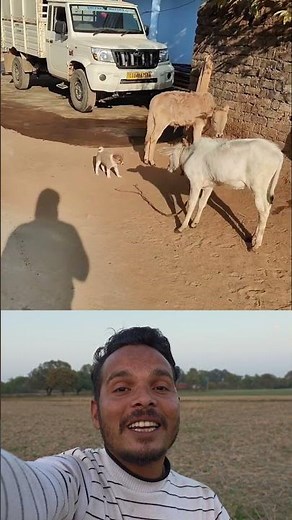 little cute dog 😎❤️ Sigma rule | inspirational quotes | motivational quotes #shorts #motivational