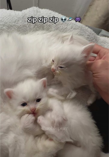 Alien Cat Fun: Cute Kittens and Their Quirky Sounds