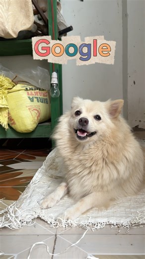 Google Meme Funny Dog | 😂🐶 #googlememes #funnydog #dogcute #funnyshorts