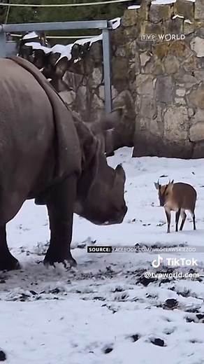 Tiny Muntjac Approaches Massive Rhino at Wrocław Zoo
